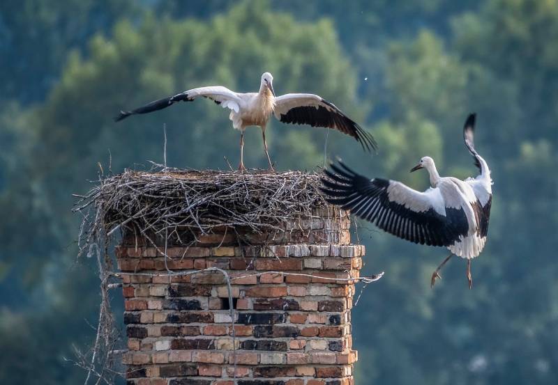 Expert Chimney Animal Removal in Frisco, TX Professional Chimney Animal Removal Services in Frisco, Texas