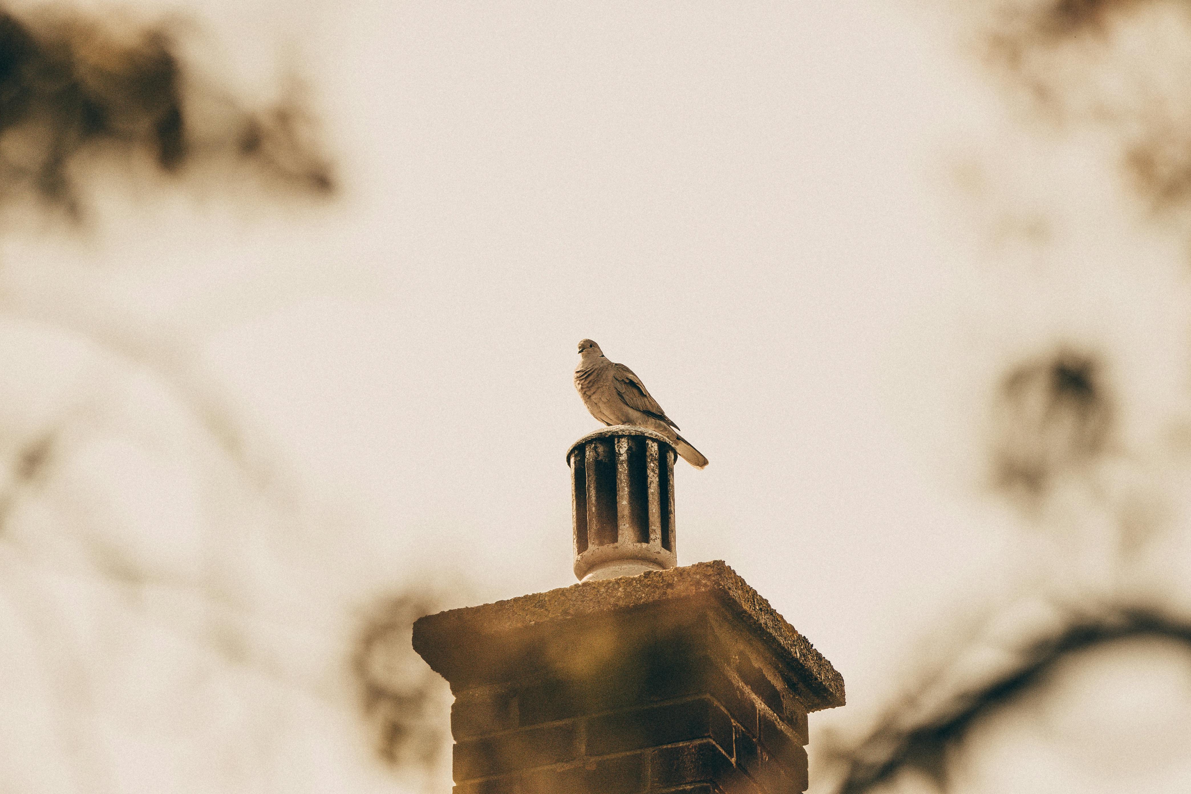 Professional Chimney Cap Installation Services in Frisco, TX Expert Chimney Cap Installation in Frisco, Texas